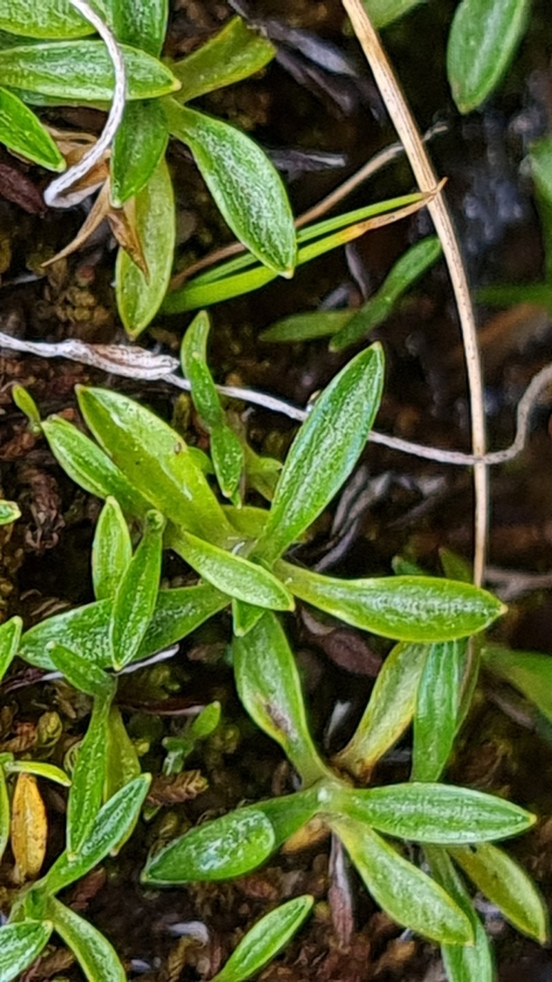 Euchiton paludosus photo 8