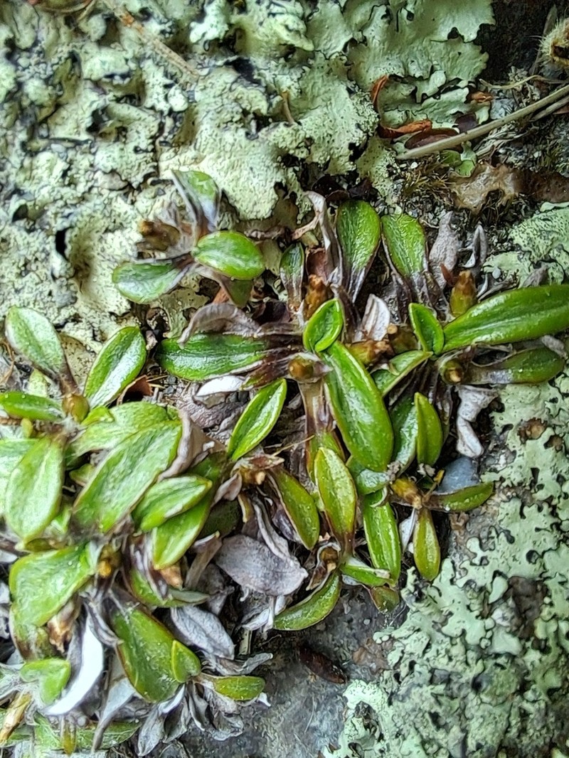 Euchiton polylepis