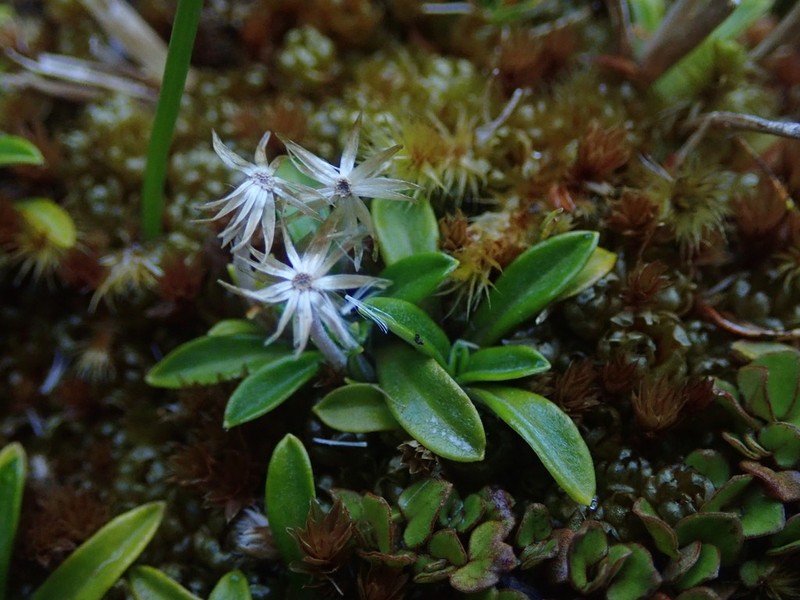 Euchiton polylepis photo 2