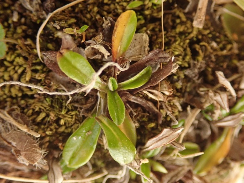 Euchiton polylepis photo 5