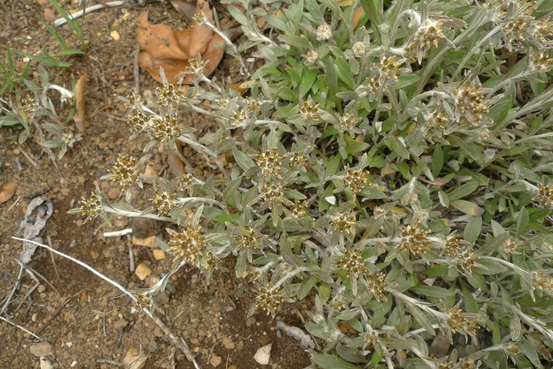 Euchiton ruahinicus