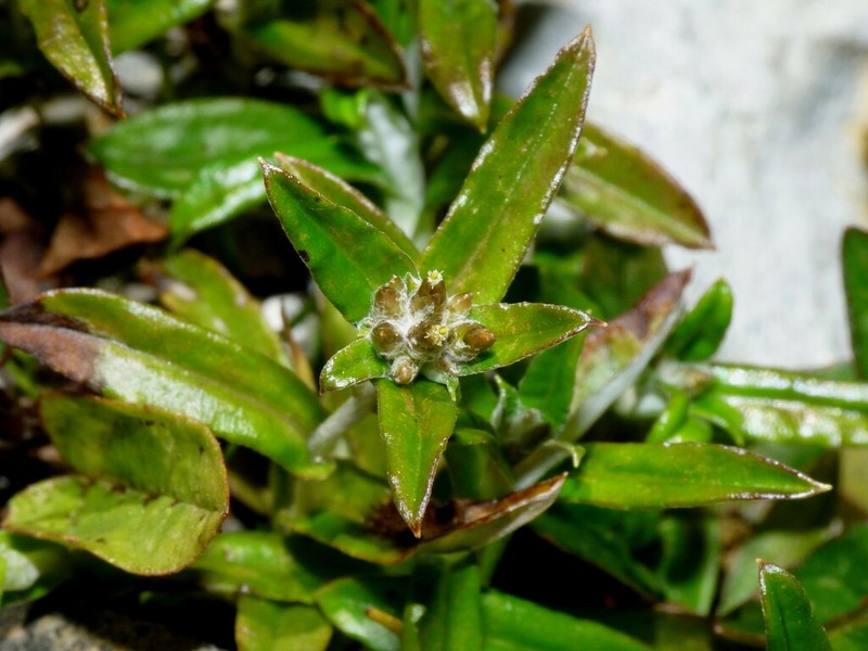 Euchiton ruahinicus photo 8