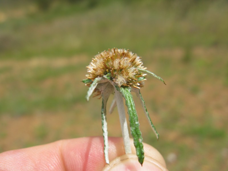 Tropical Creeping Cudweed photo 4