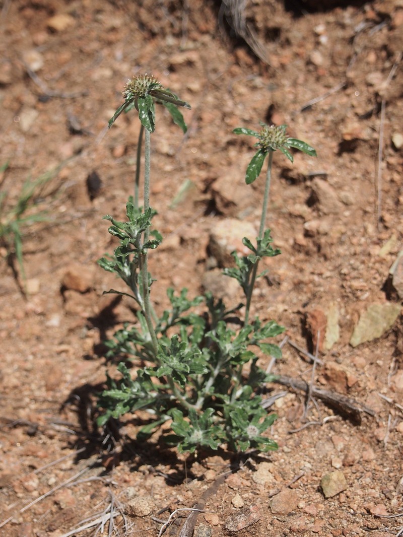 Tropical Creeping Cudweed