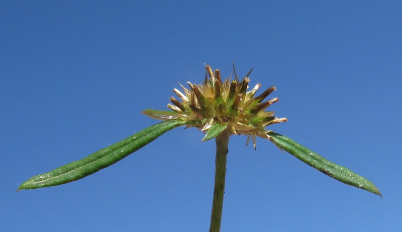 Tropical Creeping Cudweed photo 2