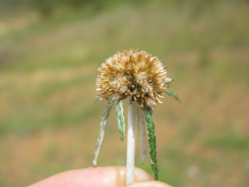 Tropical Creeping Cudweed photo 3