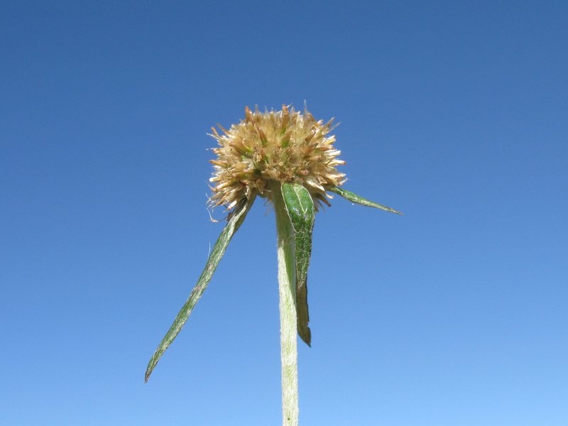Tropical Creeping Cudweed photo 5