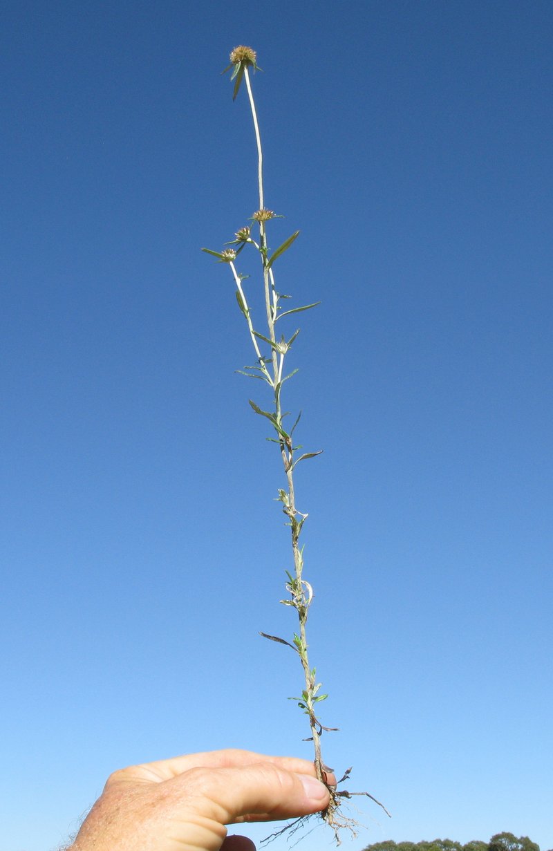 Tropical Creeping Cudweed photo 6