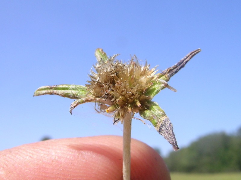 Tropical Creeping Cudweed photo 7