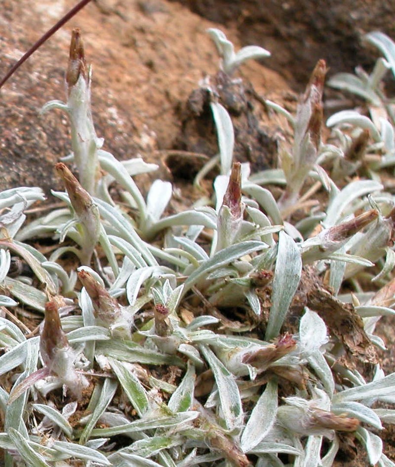 Euchiton traversii