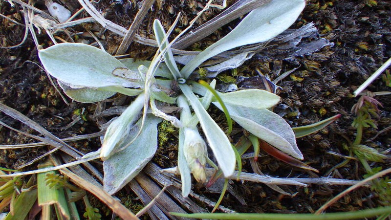 Euchiton traversii photo 5