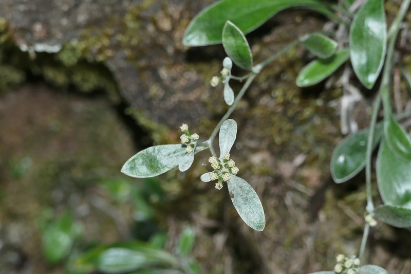 Euchiton umbricola