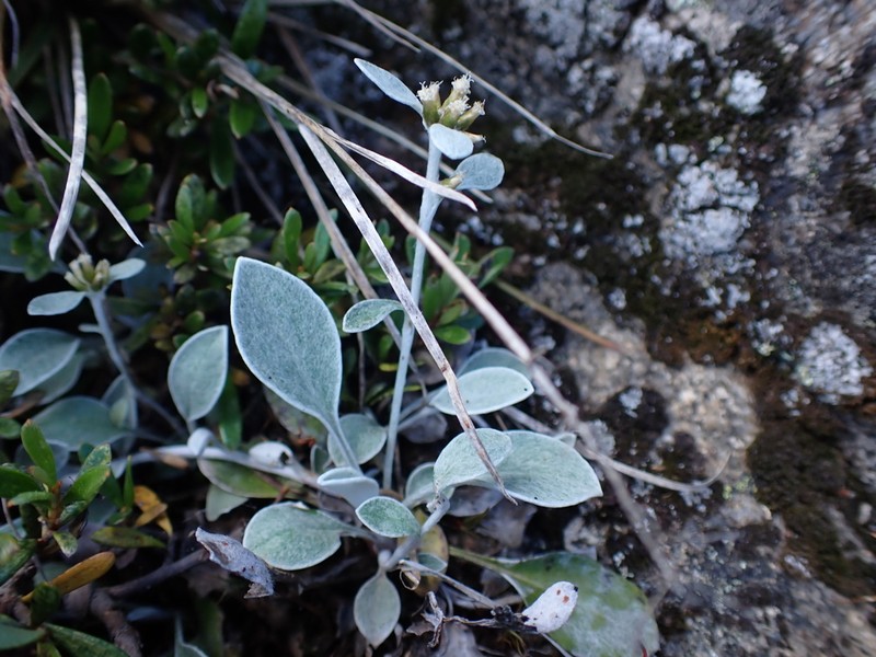 Euchiton umbricola photo 2