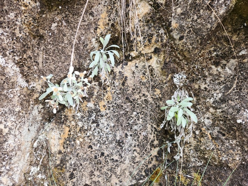 Euchiton umbricola photo 4