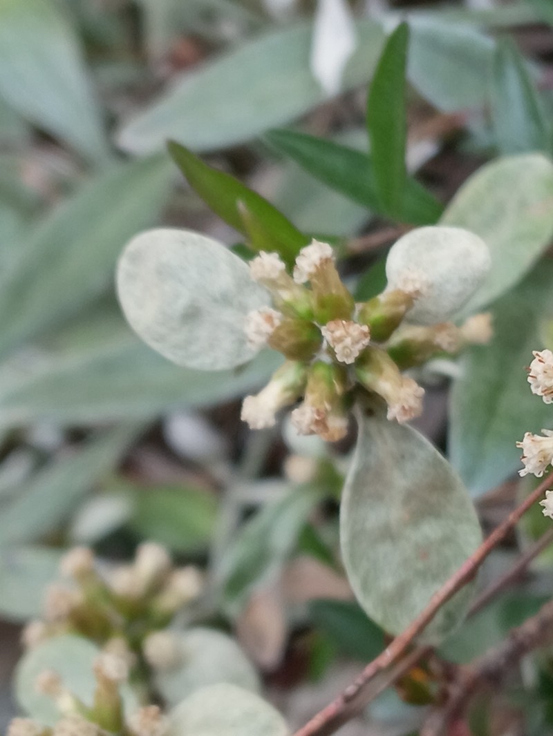 Euchiton umbricola photo 6