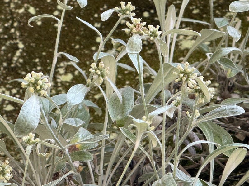 Euchiton umbricola photo 8
