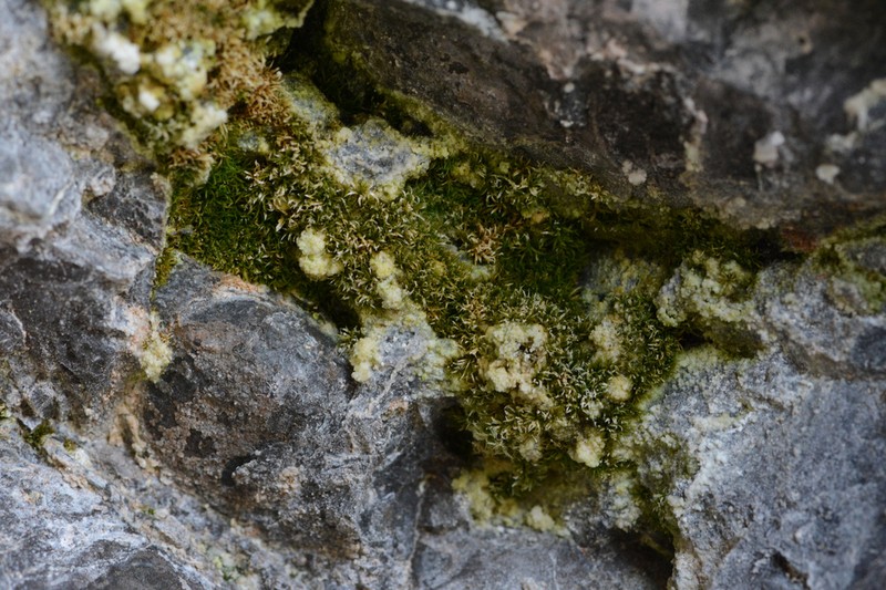 Eucladium Moss