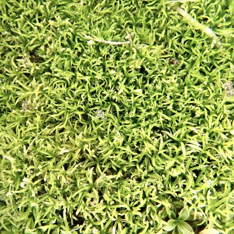 Eucladium Moss photo 2
