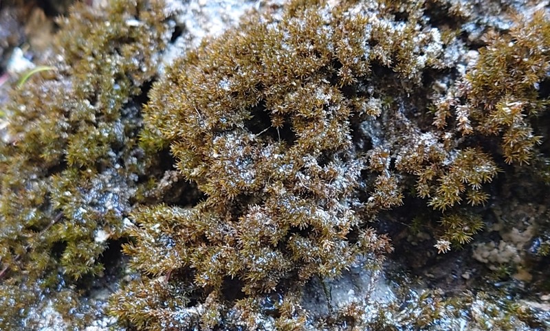 Eucladium Moss photo 3