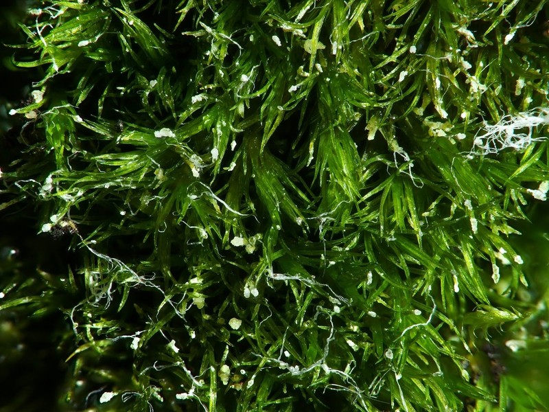 Eucladium Moss photo 4