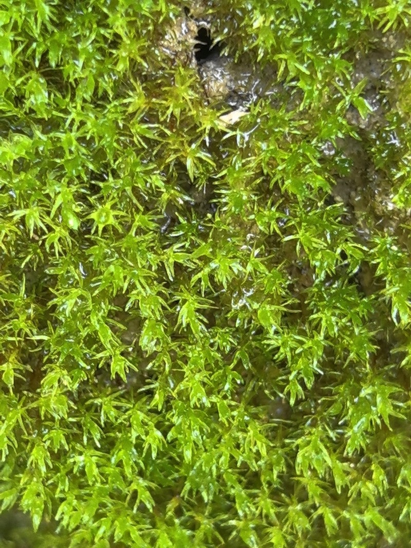 Eucladium Moss photo 5