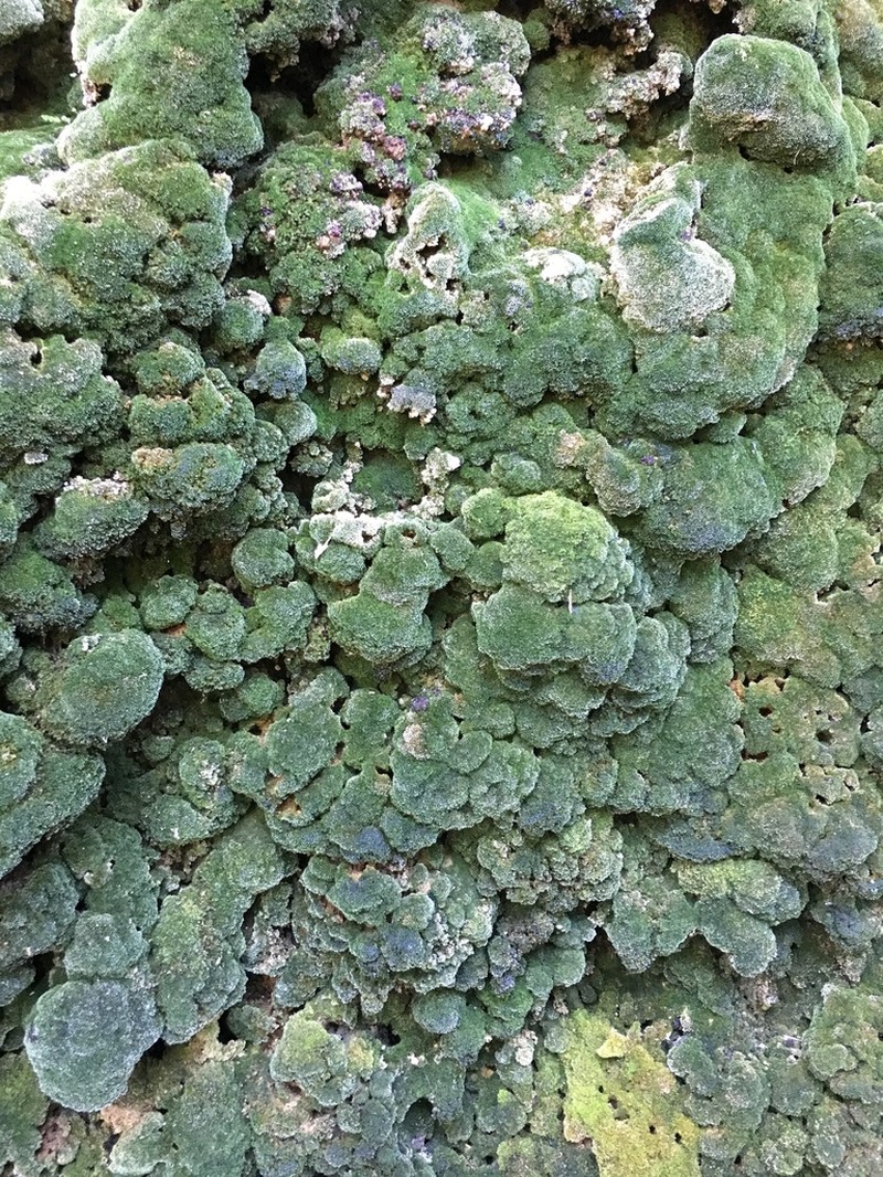 Eucladium Moss photo 6