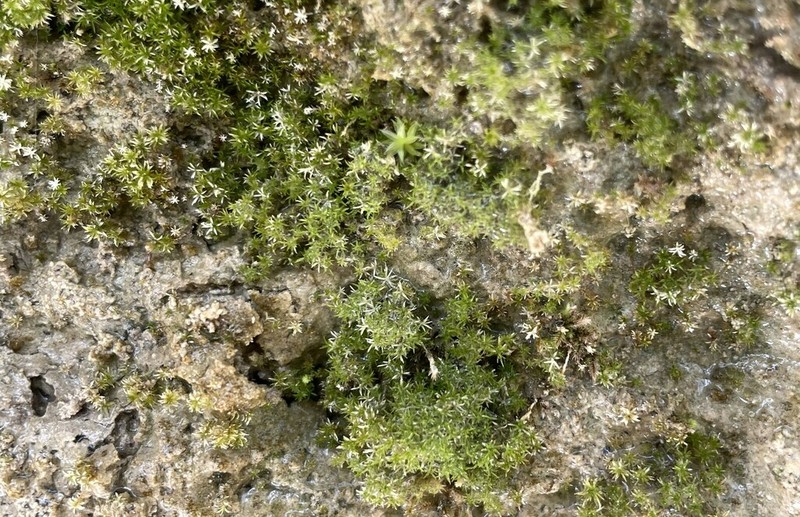 Eucladium Moss photo 7