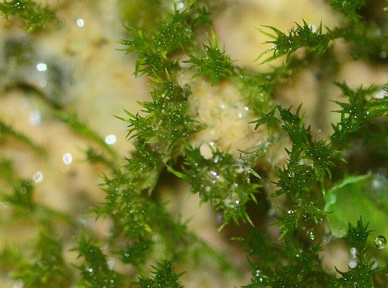 Eucladium Moss photo 8