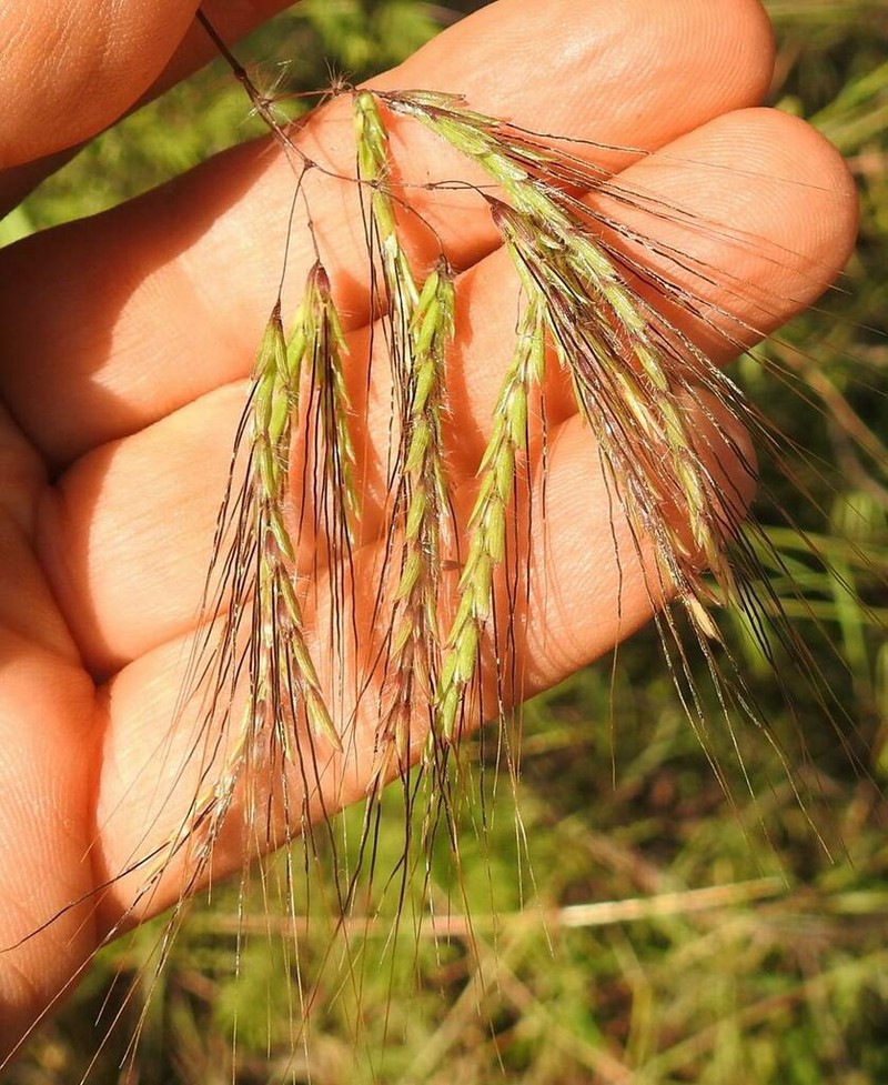 Mock Bluestem photo 2