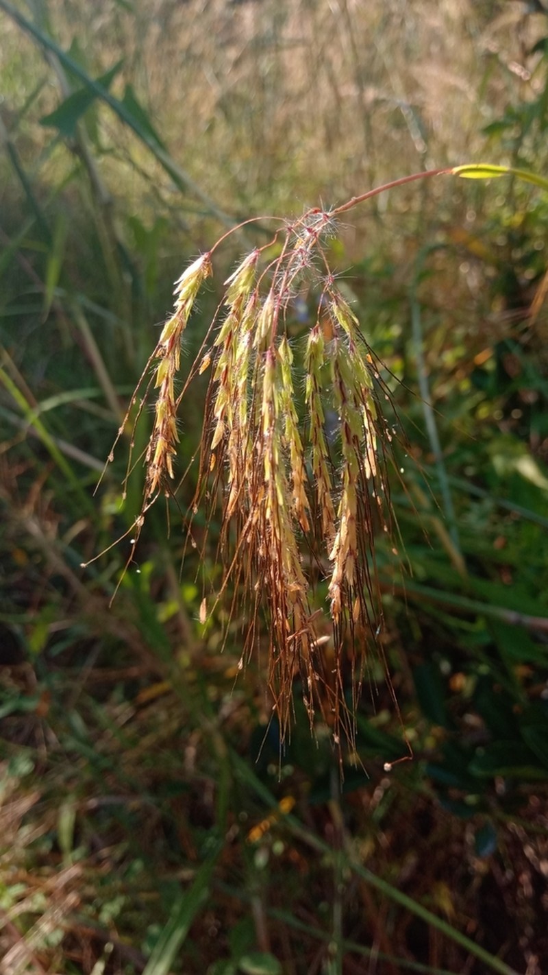 Mock Bluestem photo 3