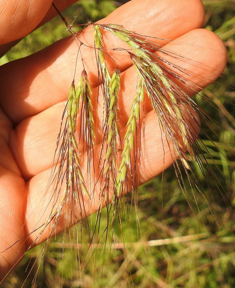 Mock Bluestem photo 5