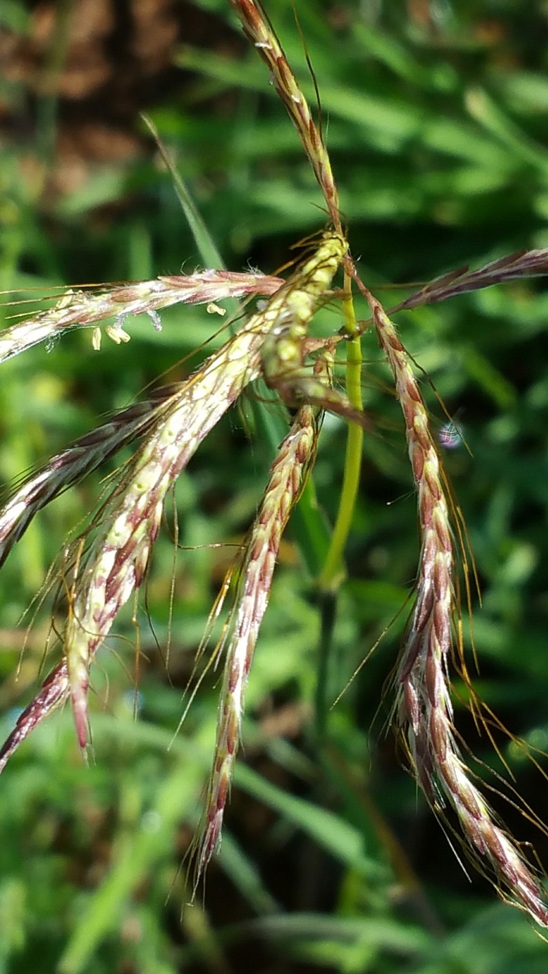 Mock Bluestem photo 6