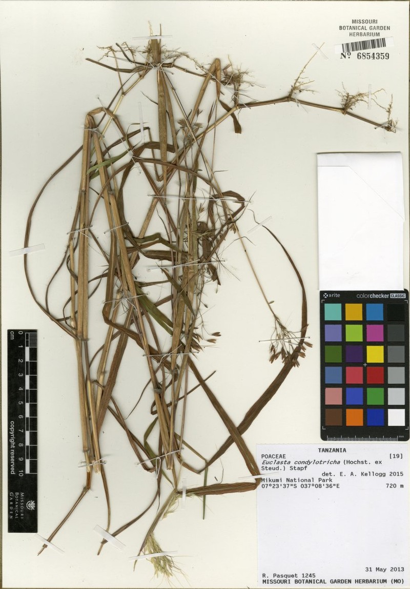 Mock Bluestem photo 7