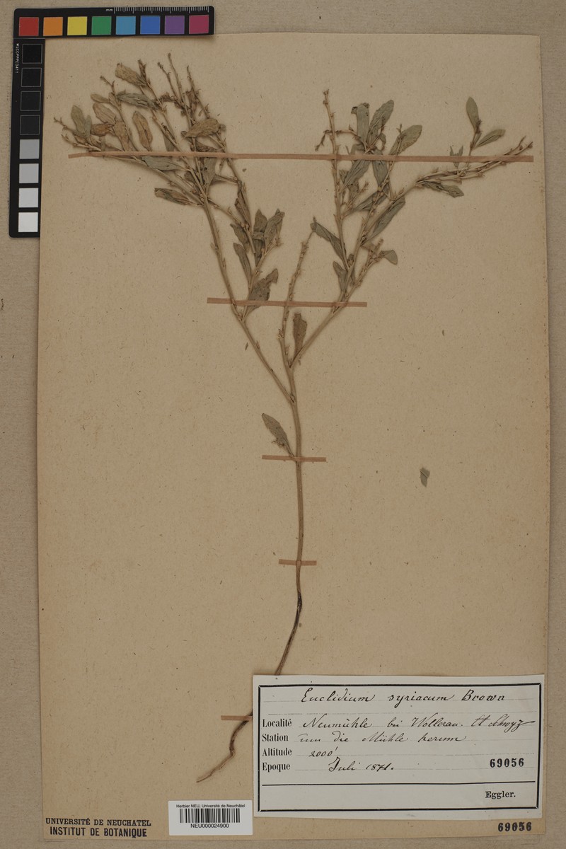 Syrian Mustard photo 5