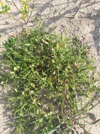 Syrian Mustard