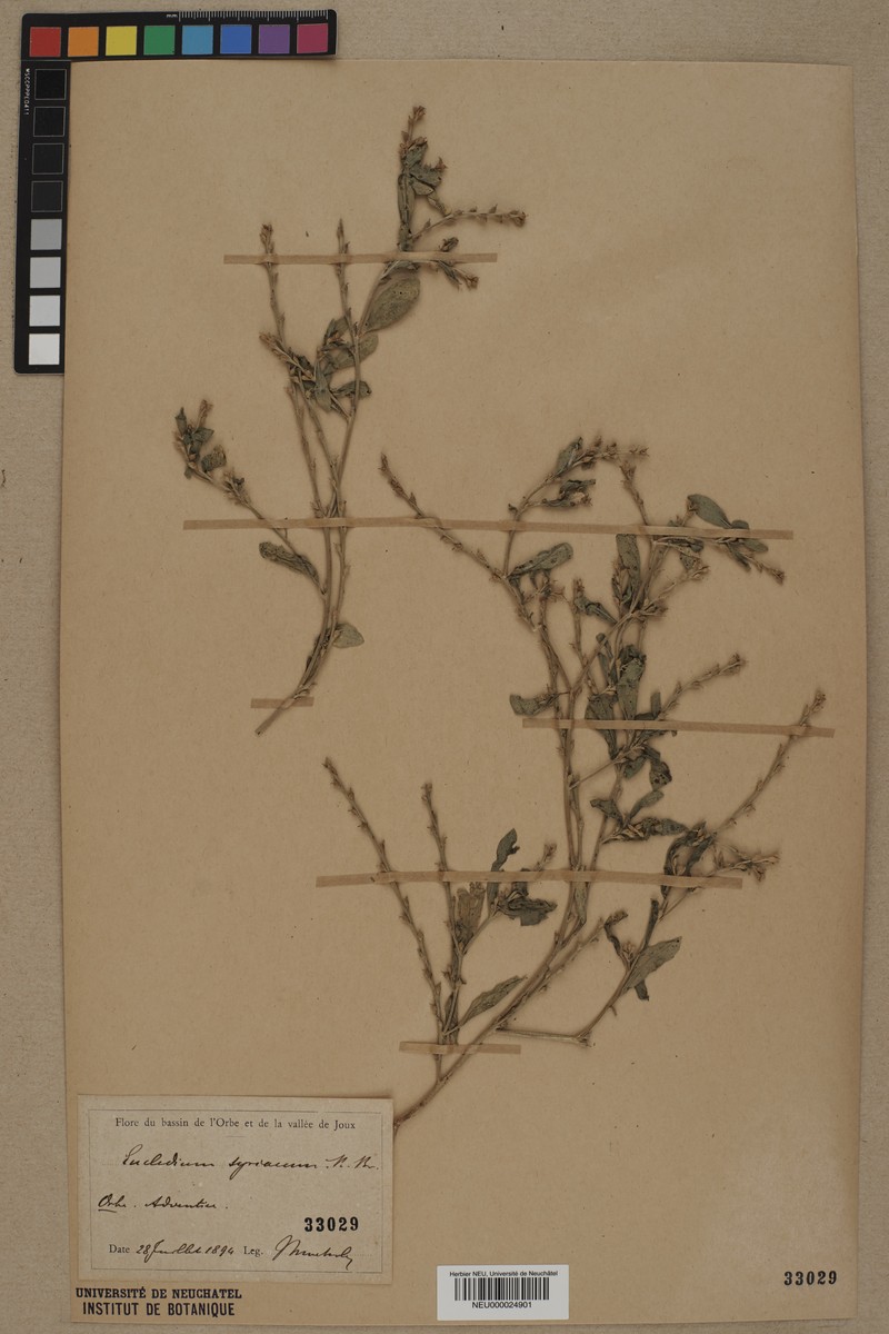 Syrian Mustard photo 2