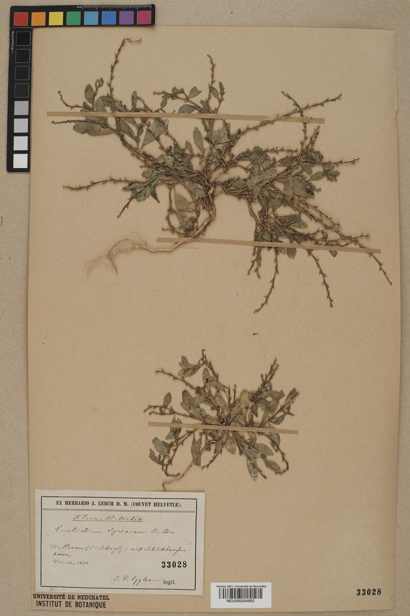 Syrian Mustard photo 3