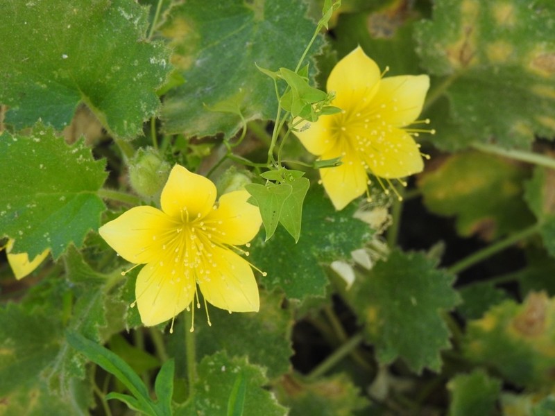 Yellow Stingbush photo 3
