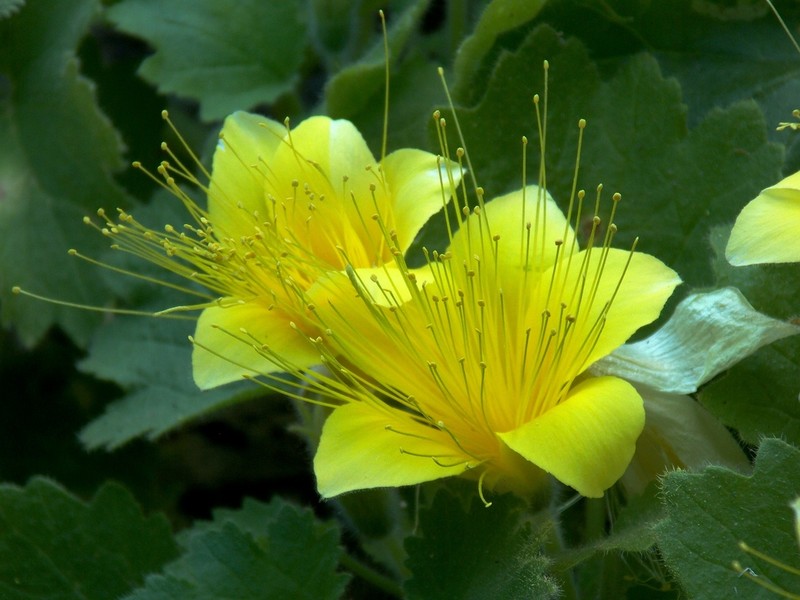 Yellow Stingbush photo 5