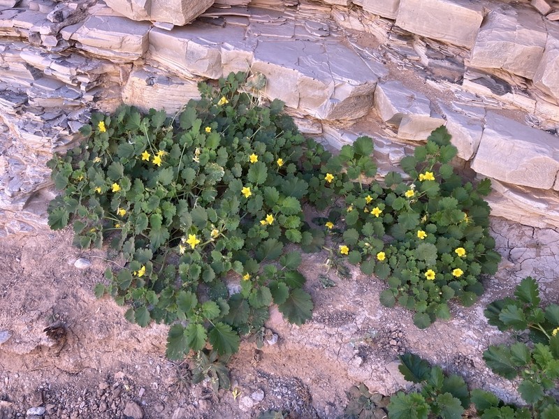 Yellow Stingbush photo 7