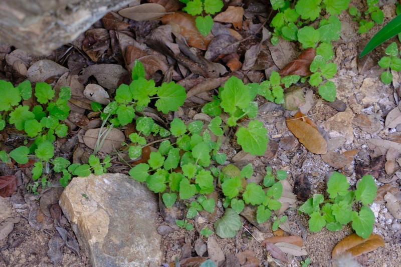 Yellow Stingbush photo 8