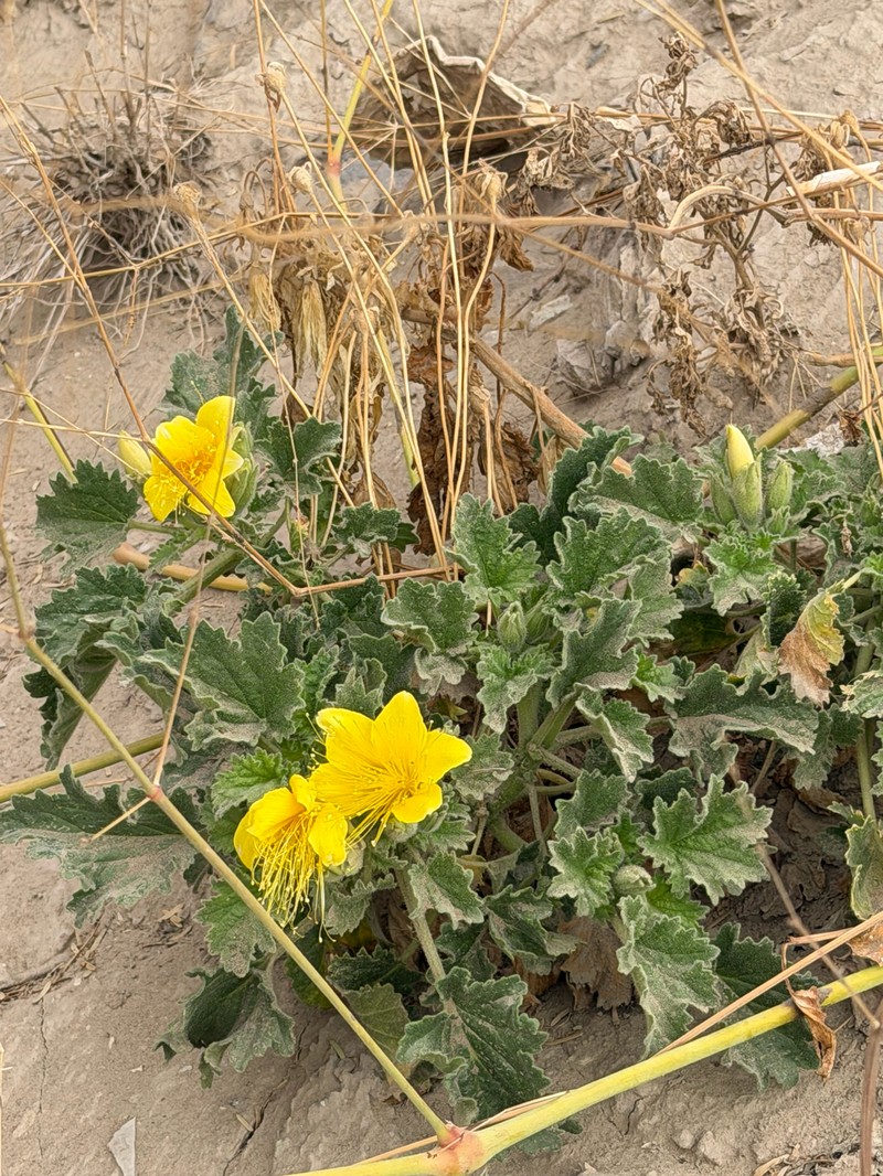 Eucnide bartonioides var. bartonioides