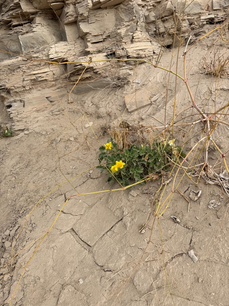 Eucnide bartonioides var. bartonioides photo 2