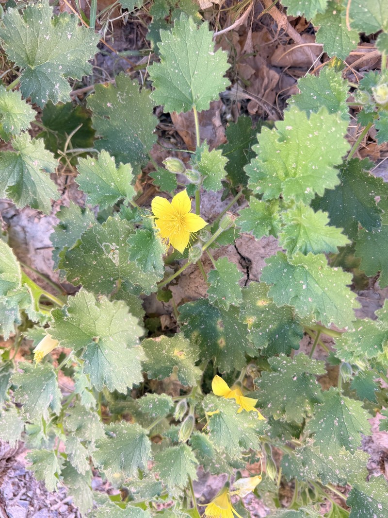 Eucnide bartonioides var. bartonioides photo 3