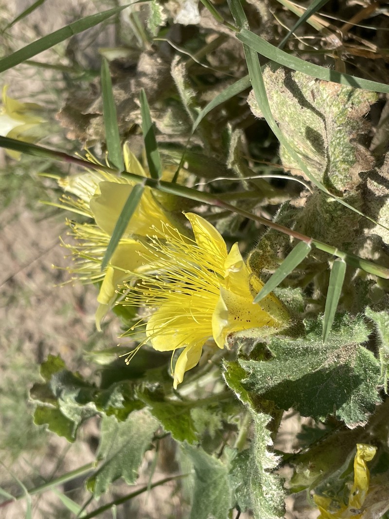 Eucnide bartonioides var. bartonioides photo 4