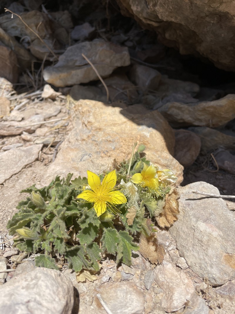 Eucnide bartonioides var. bartonioides photo 5