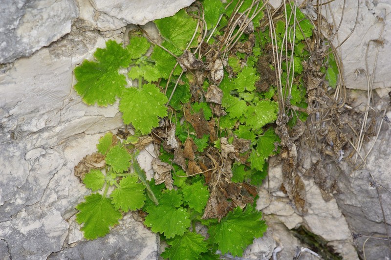 Eucnide bartonioides var. bartonioides photo 6