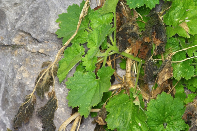 Eucnide bartonioides var. bartonioides photo 7