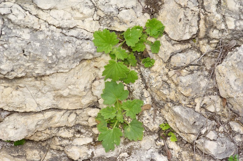 Eucnide bartonioides var. bartonioides photo 8