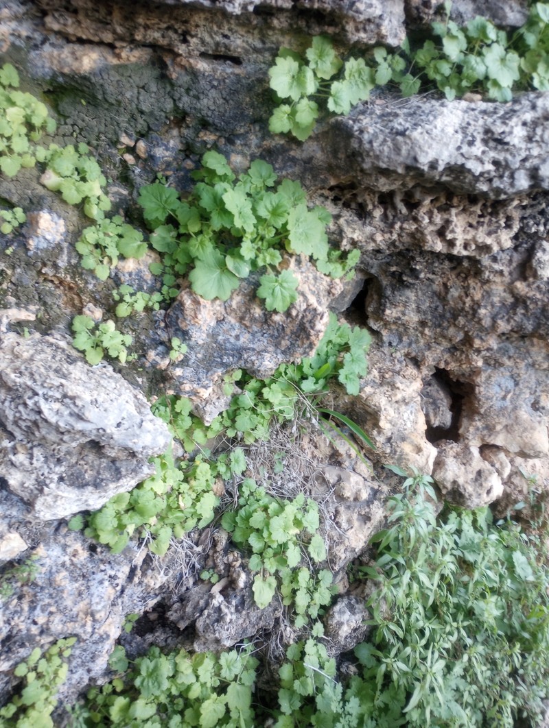 Eucnide bartonioides var. edwardsiana